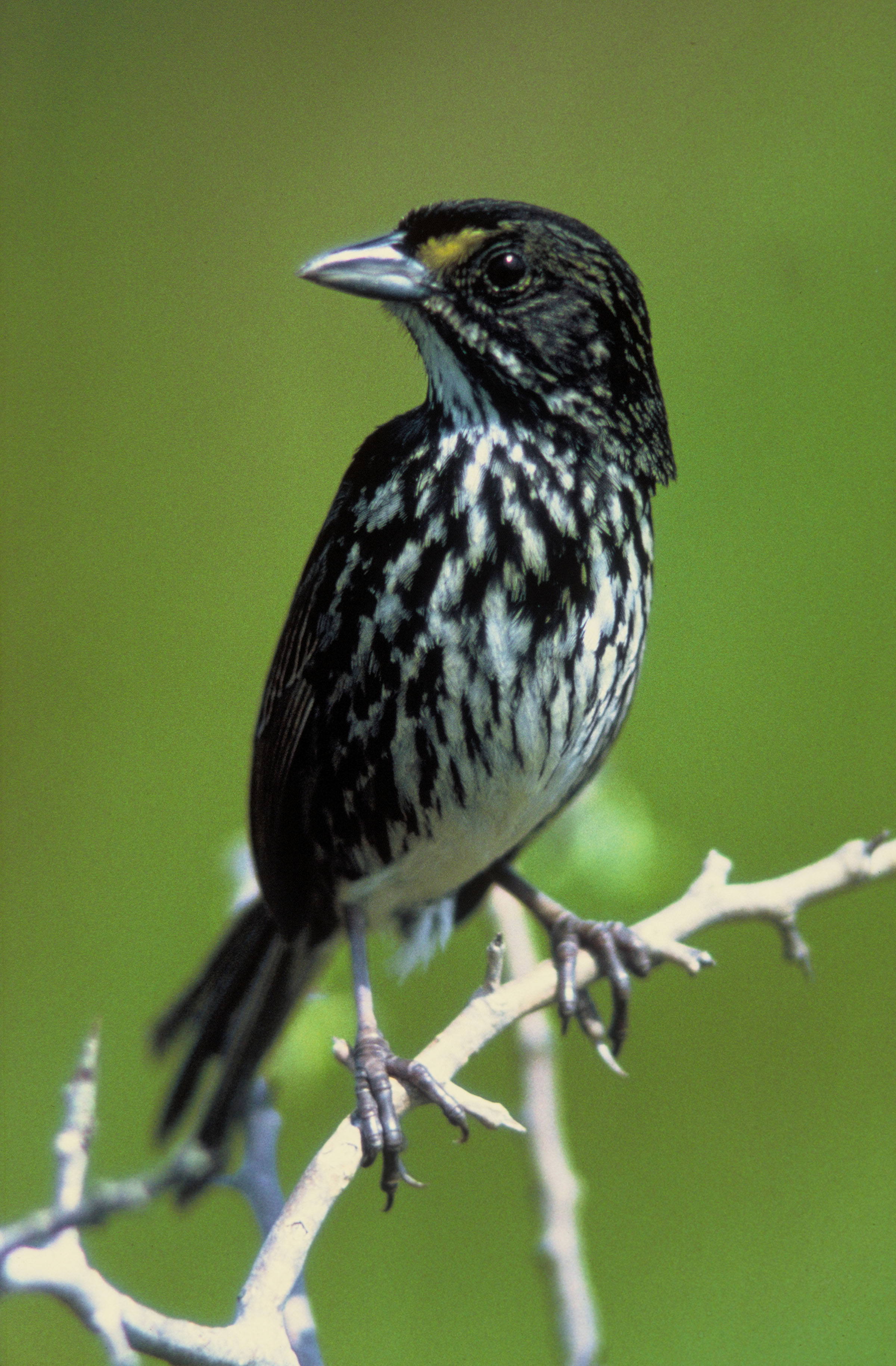 dusky seaside sparrow