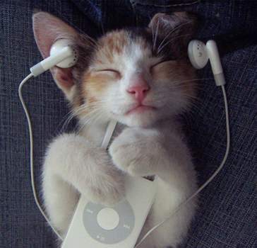 the-cat-enjoy-the-ipod